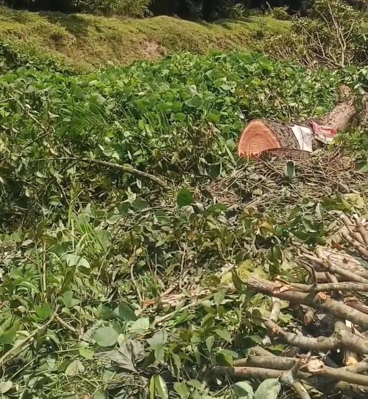 Misteri Penebangan Pohon Mahoni Picu Sorotan Publik