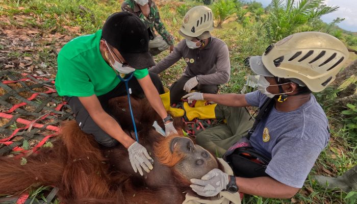 Orangutan Jantan Dievakuasi dari Kebun Warga di Batang Serangan, Dilepasliarkan Kembali ke Hutan Leuser