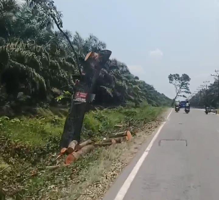 Penebangan Pohon Mahoni di Langkat