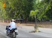 Warga Protes Jalan Rusak di Jalan Hang Tuah Stabat, Tanam Pohon Pinang 