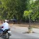 Jalan Rusak di Jalan Hang Tuah Stabat, Tanam Pohon Pinang 