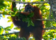 BBKSDA Sumut Evakuasi dan Translokasi Orangutan Sumatera dari Langkat ke Habitat Alami