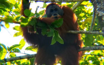 BBKSDA Sumut Evakuasi dan Translokasi Orangutan Sumatera dari Langkat ke Habitat Alami