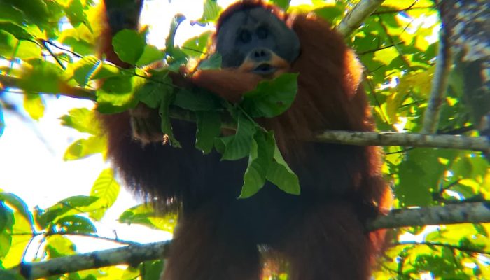 BBKSDA Sumut Evakuasi dan Translokasi Orangutan Sumatera dari Langkat ke Habitat Alami