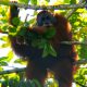 BBKSDA Sumut Evakuasi dan Translokasi Orangutan Sumatera dari Langkat ke Habitat Alami