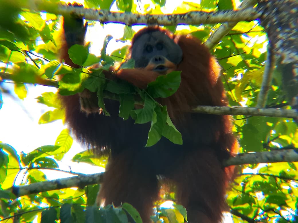 BBKSDA Sumut Evakuasi dan Translokasi Orangutan Sumatera dari Langkat ke Habitat Alami