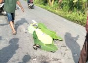 Nahas di Jalan Sawit Sebrang, Mahasiswi Tewas di Tempat Setelah Ditabrak Truk