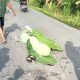 Nahas di Jalan Sawit Sebrang, Mahasiswi Tewas di Tempat Setelah Ditabrak Truk
