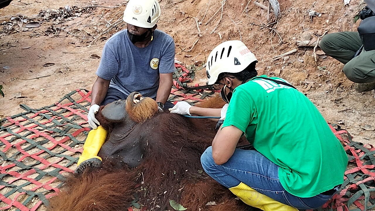 Orangutan Sumatera