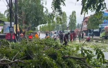 Pohon Tua Roboh Usai Hujan Deras, Jalinsum di Stabat Sempat Macet Parah