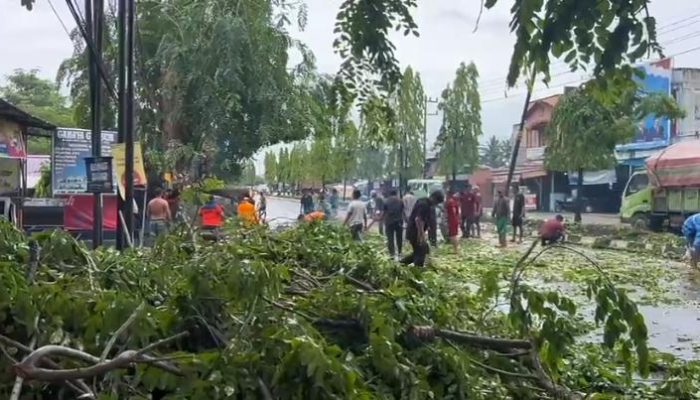 Pohon Tua Roboh Usai Hujan Deras, Jalinsum di Stabat Sempat Macet Parah
