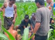 Sapi Kurban Mengamuk dan Lepas, Kasat Samapta Polres Langkat Terluka Saat Evakuasi