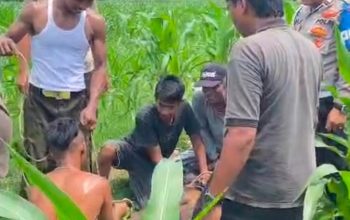 Sapi Kurban Mengamuk dan Lepas, Kasat Samapta Polres Langkat Terluka Saat Evakuasi