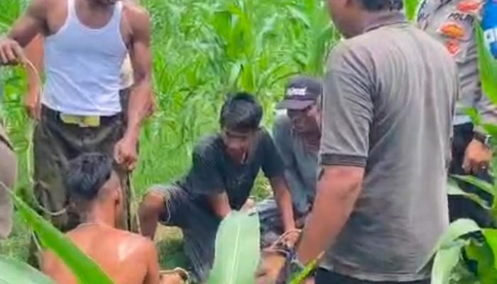 Sapi Kurban Mengamuk dan Lepas, Kasat Samapta Polres Langkat Terluka Saat Evakuasi