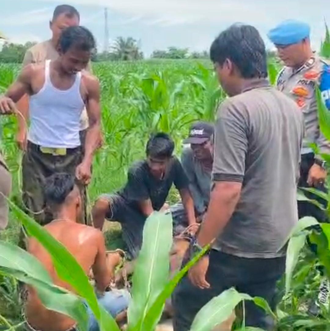 Sapi Kurban Mengamuk dan Lepas, Kasat Samapta Polres Langkat Terluka Saat Evakuasi