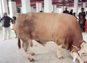 Sapi Kurban Presiden RI Prabowo Subianto Tiba di Perkampungan Tuan Guru Babussalam Langkat