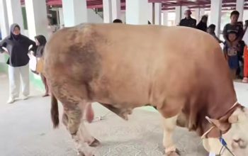 Sapi Kurban Presiden RI Prabowo Subianto Tiba di Perkampungan Tuan Guru Babussalam Langkat