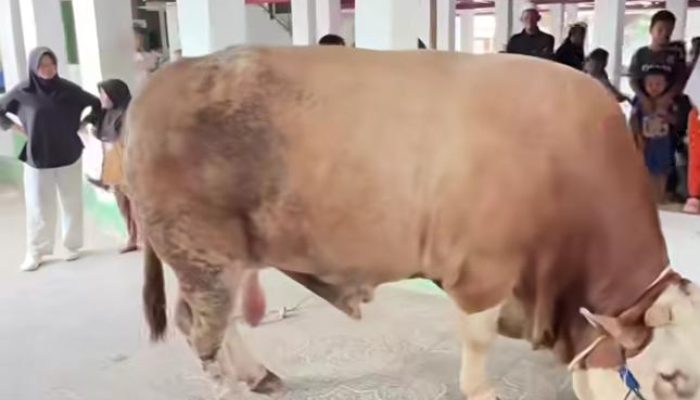 Sapi Kurban Presiden RI Prabowo Subianto Tiba di Perkampungan Tuan Guru Babussalam Langkat