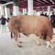 Sapi Kurban Presiden RI Prabowo Subianto Tiba di Perkampungan Tuan Guru Babussalam Langkat