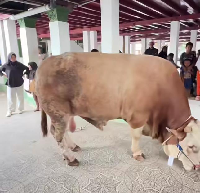Sapi Kurban Presiden RI Prabowo Subianto Tiba di Perkampungan Tuan Guru Babussalam Langkat