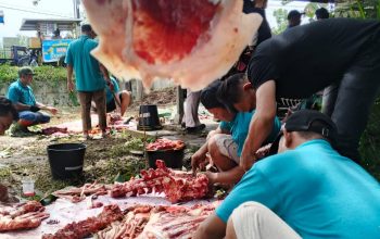 12 Ekor Lembu dan 2 Kambing Dikurbankan, Masjid Nurul Muttaqin Stabat Bagikan 786 Bungkus Daging untuk Masyarakat