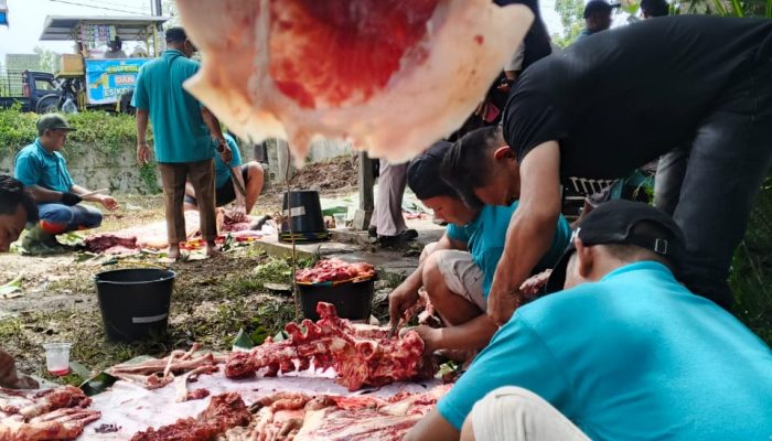 12 Ekor Lembu dan 2 Kambing Dikurbankan, Masjid Nurul Muttaqin Stabat Bagikan 786 Bungkus Daging untuk Masyarakat