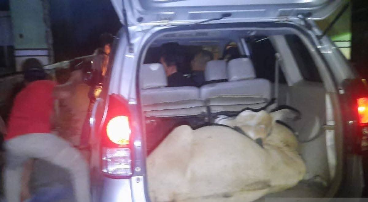 Hendak Curi Ternak, Sepasang Kekasih Gagal Kabur Setelah Mobil Mewah Terperosok ke Parit di Sei Bingai