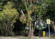 Pohon Tua di Stabat Membahayakan, Warga Minta Peremajaan Transparan