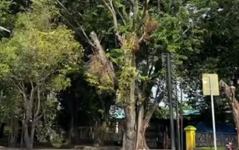 Pohon Tua di Stabat Membahayakan, Warga Minta Peremajaan Transparan