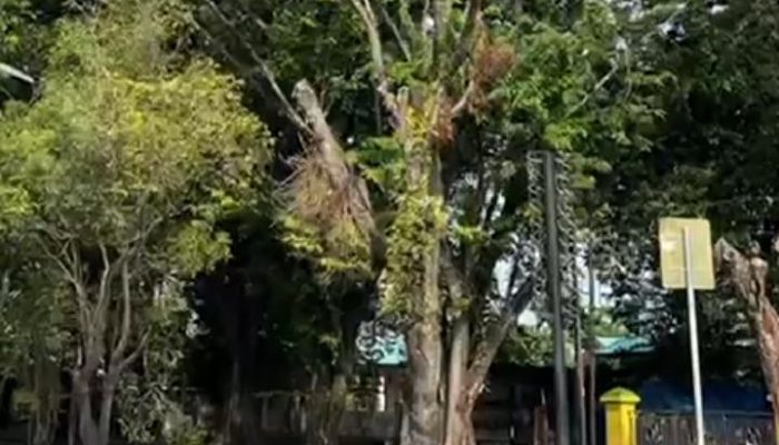 Pohon Tua di Stabat Membahayakan, Warga Minta Peremajaan Transparan