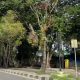 Pohon Tua di Stabat Membahayakan, Warga Minta Peremajaan Transparan