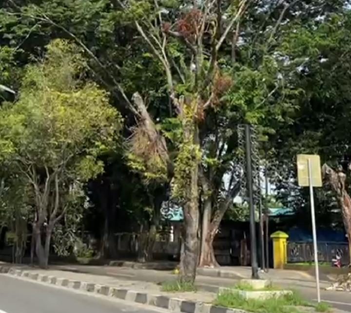 Pohon Tua di Stabat