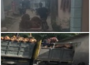 Jaringan Pencurian Sawit Terorganisir di Langkat, Muncul Indikasi Keterkaitan Peredaran Narkoba dan Judi