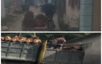 Jaringan Pencurian Sawit Terorganisir di Langkat, Muncul Indikasi Keterkaitan Peredaran Narkoba dan Judi