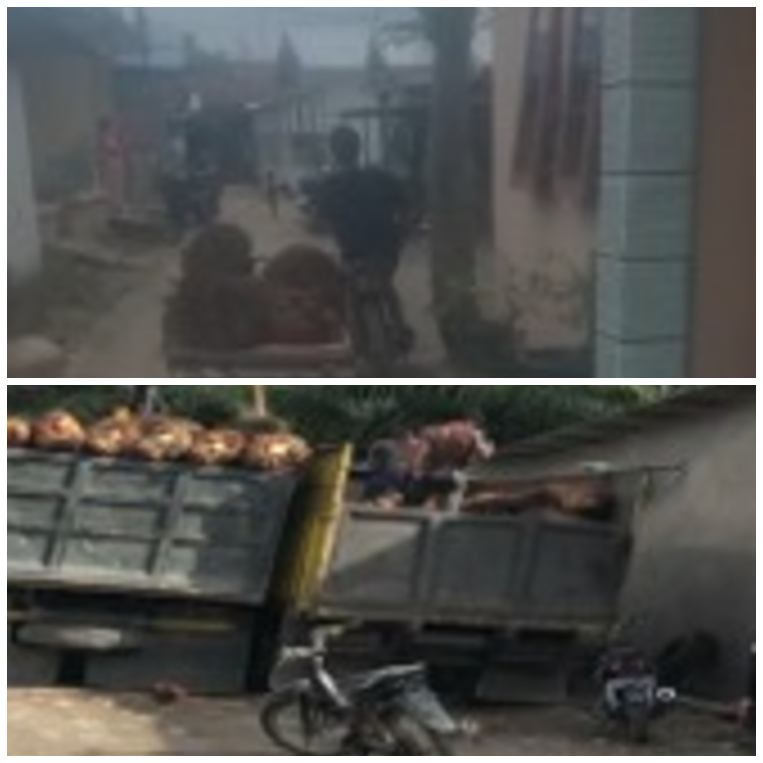 Jaringan Pencurian Sawit Terorganisir di Langkat