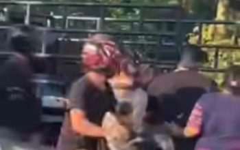 Kecelakaan Lalu Lintas di di Simpang Pante Pakam Stabat, Nenek dan Cucu Terluka Parah