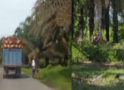 Pencurian Sawit di Langkat Marak