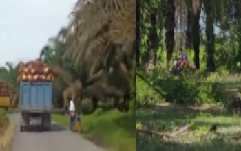 Pencurian Sawit di Langkat Marak