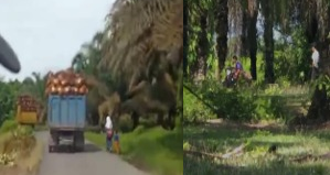 Pencurian Sawit di Langkat Marak