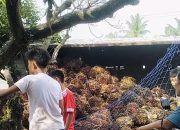 Truk Pengangkut Sawit Terbalik di Paluh Manis Gebang