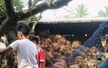 Truk Pengangkut Sawit Terbalik di Paluh Manis Gebang