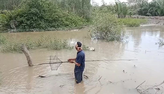 Hutan Mangrove Rusak, Penghasilan Nelayan Kepiting di Langkat Terjun Bebas