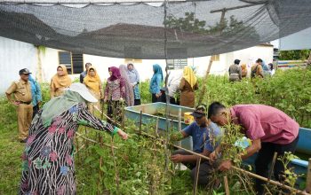 Ketua TP PKK Binjai Tinjau Bank Sampah dan Rumah Bibit, Perkuat Ketahanan Pangan Keluarga