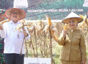 Panen Raya Jagung di Sei Bingai, Pemkab Langkat Perkuat Dukungan untuk Petani