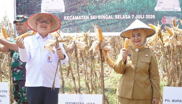 Panen Raya Jagung di Sei Bingai, Pemkab Langkat Perkuat Dukungan untuk Petani