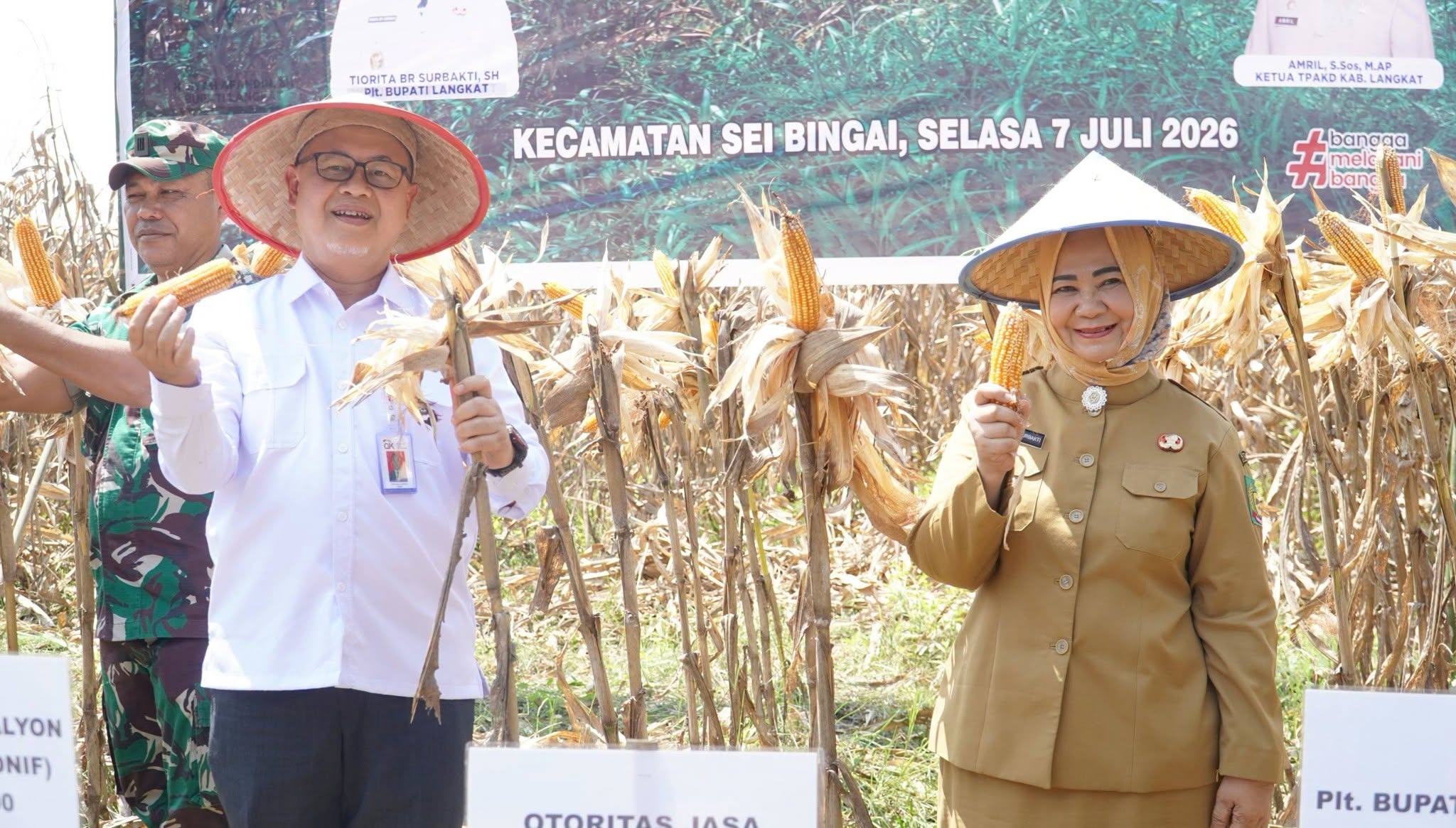 Panen Jagung di Langkat