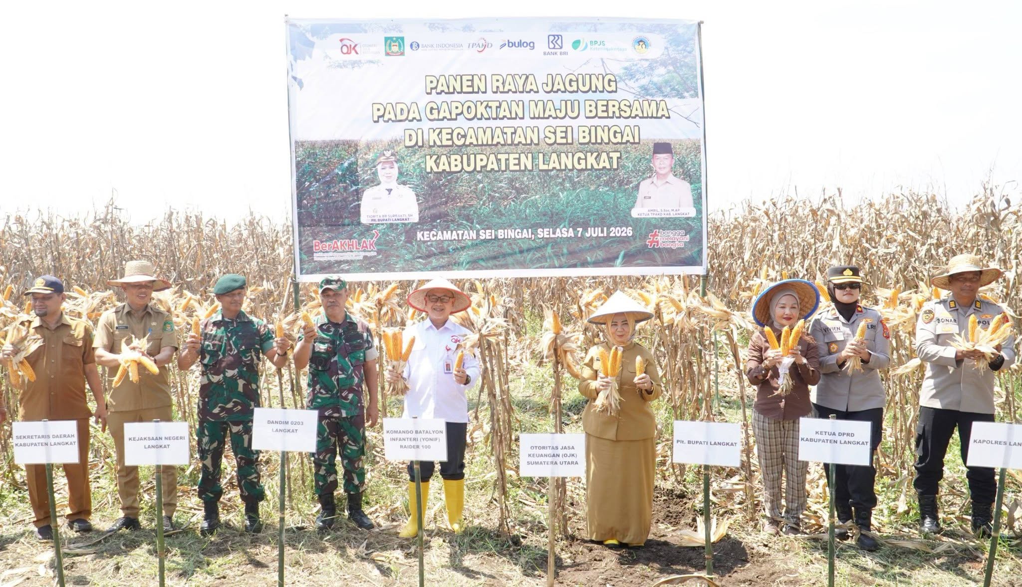 Panen Jagung di Sei Bingai Langkat
