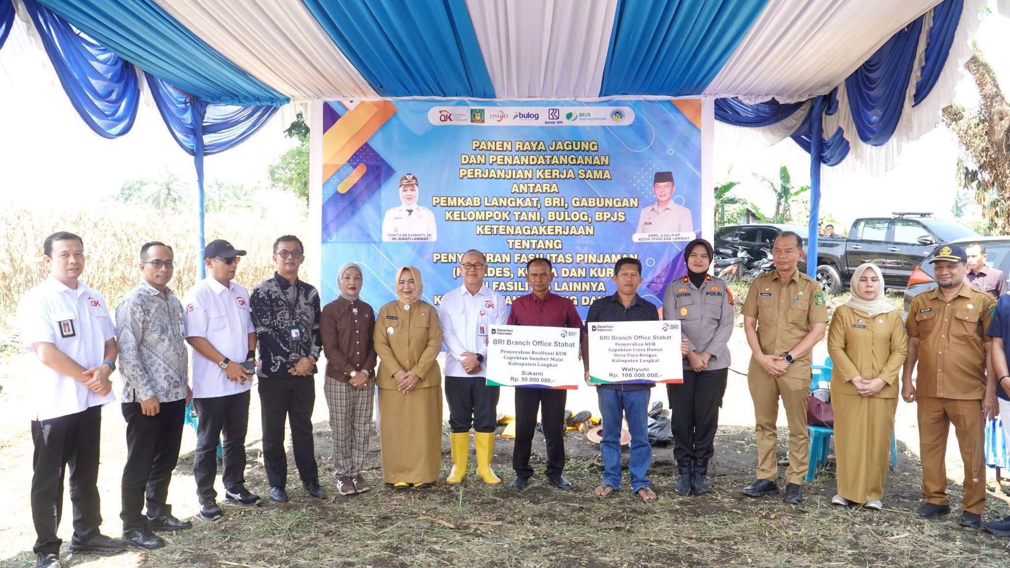 Panen Jagung di Sei Bingai