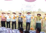Panen Jagung di Tunggurono Dorong Ketahanan Pangan dan Kesejahteraan Petani Binjai