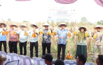 Panen Jagung di Tunggurono Dorong Ketahanan Pangan dan Kesejahteraan Petani Binjai